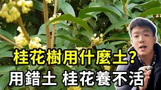 养桂花该用什么土？破除1个误区，教你养桂花树万能配土公式！土用对了，桂花花开满枝香满屋【禅艺绿植工作室】