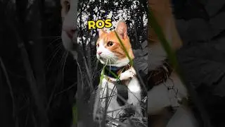 10 Adventure Cat Tips! #adventurecat #travelcat #rosadventurecat