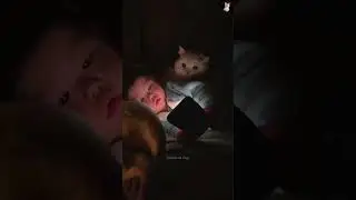 Funny Cat & Dog Vines compilation 😂 -#shorts #funnycatanddog #compilation #funnycats #kittens #meow