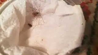 Damon variegatus (Фрин)