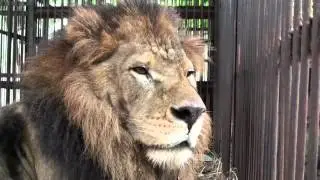 Lion Ark Diary 7: Colo Colo, Muneca and Lulu