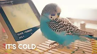 How to Keep a Budgie's Cage Warm