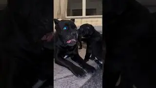cane corso🥶 My grandma is angry😭angry cane corso💢 #shorts #canecorso #guarddog #mastiff