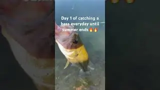 Day one of catching a bass#wacky rig #tank #subscribe #funny