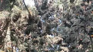 A look inside the Monarch Butterfly Biosphere Reserve, November 2025