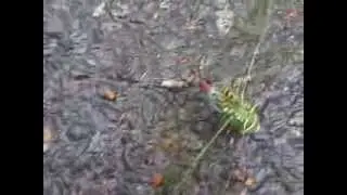 Yellow Jacket vs. Dragonfly