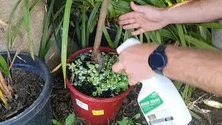 Using Bioweed ready to use on potted plans