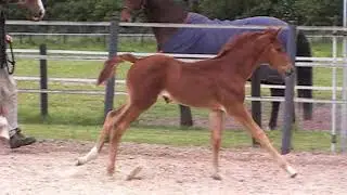 Lunadora E.H.- 4weeks old - no music