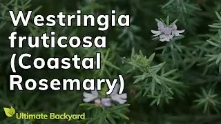 How to Grow Westringia fruticosa (Coastal Rosemary)