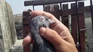 Kasoori kalsarey aur feekey kabutar