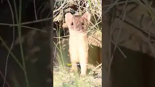 Weasel: Nature&rsquo;s Tiny Predator | Fierce Hunter with Amazing Agility.