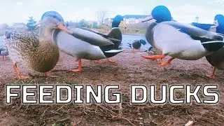 FEEDING DUCKS AT THE POND