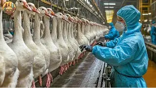 How Millions Of Geese Are Raised For Their Liver and Meat  Goose Liver Process