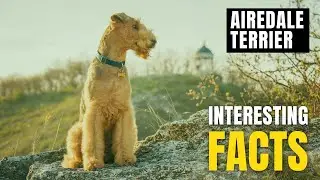 Amazing facts of Airedale Terrier | Interesting Facts | The Beast World
