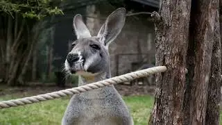 How Do Kangaroo Sound? Get to know the kangaroo and its sounds - noises!