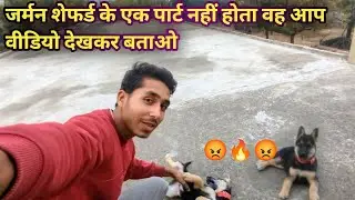 German Shepherd does not have a layer. You can tell by watching the video 🔥