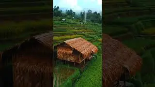 ASMR Rain in the Rice Fields | Calm, cool, peaceful atmosphere in Saung Bambu Rural 🌾🌧️