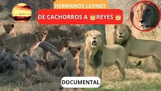 Documental de Leones: Hermanos leones de cachorros a REYES #animales #le&oacute;n #naturaleza #documental