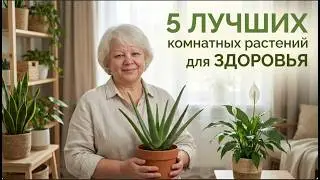 5 лучших комнатных растений для здоровья и чистого воздуха в доме! (без фоновой музыки)