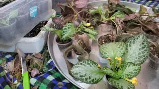 MY EPISKIA SEEDLINGS (FLAME VIOLET) THAT I HAVE PREPARED FOR SALE
