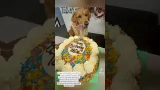 TokTok's MAGICAL 1st Birthday Party! | Fairy Rainbow Princess Golden Retriever #besties #toothfairy