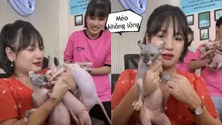 M&egrave;o Ai Cập Ngộ Nghĩnh Lắm - Mật Pet Family