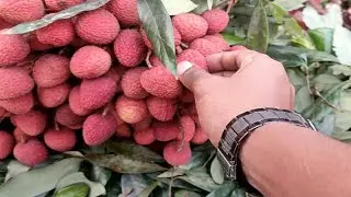 Litchi Wholesale Market in Bangladesh | Litchi Price in Dhaka city🍒🍒🍒
