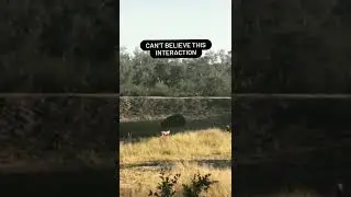 hippo attack with wild dogs