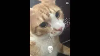 #art #cute #cat #arts #edit cat