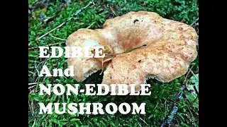 EDIBLE AND NON-EDIBLE MUSHROOM from FINNISH FOREST