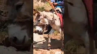Donkey carrying human🏇 🥺Animals video #shorts #donkey #animals #viral