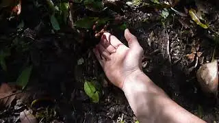 Costa Rican red-legged tarantula, Megaphobema mesomelas