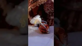 Rabeeca Khan. #rabeecakhan #hussaintareen #wedding #nikkah #vlog #shorts @RabeecaKhan #viral