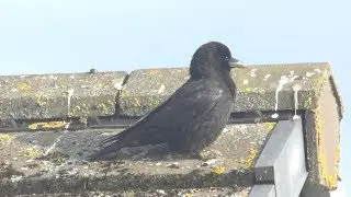 A raven on a roof