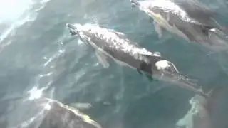 Dolphins near Eden