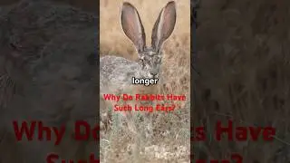 Why Do Rabbits Have Such Long Ears? 🐰👂🌬️
