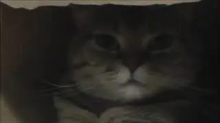 Short-Leg Cute Cat, Munchkin, Relaxes in the Paper Bag　（りんたん　いん　ざ　ふくろ）