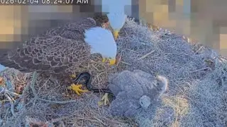 Winter Park Eagle Florida - Tata dzisiaj się postarał 🦅🐥🥰🐥🦅