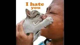 5 Things Your Cat Hates About You