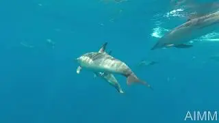 Underwater video of Common dolphins in Portugal