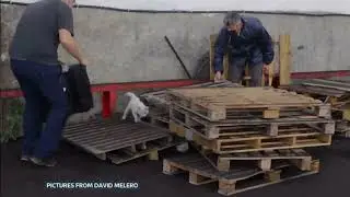 La Palma volcano - Magma the cat, rescued (31) (Canary Islands) - ITV News - 6th November 2021