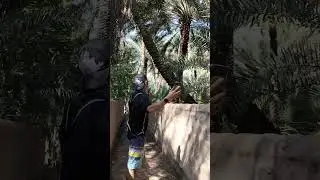 Al ain united Arab Emirates farm sweet dates