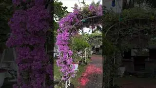 Bougainvillea Gate / Bougainvillea Garden / Flowers Bloom / Rare Collection / Tips&nbsp; / grafted / grow