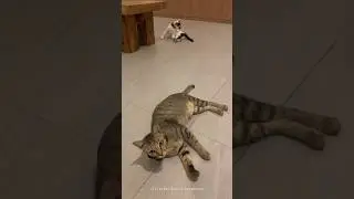 [Cat Sitter Life] HOUSE CARE SERVICE FOR PUTIH & MOSELLE (May 24, 2024)