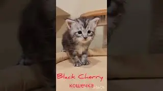 Питомник Северный Изумруд.Кошечка мейн-кун 25 дней #kitten #cat #питомник #спб #котики