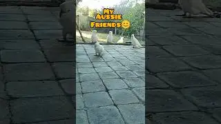 Cuddly Cockatoos: My Aussie Besties #CuteBirds #AussieBirds #MyAussieFriends #FunnyBirds #BirdLovers