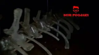 Blue whale skeleton
