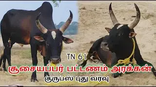TN61 சூசையப்பர் பட்டணம் அரக்கன் குருப்ஸ் புது வரவு