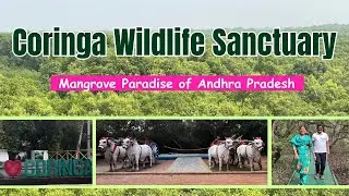Coringa Wildlife Sanctuary - Mangrove Forest of Andhra Pradesh