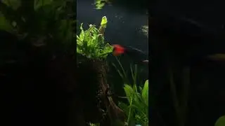 Red Tail Shark Chasing Fish! 😱 / 150 Gallon Community Fish Tank / 150 Gallon Planted Tank